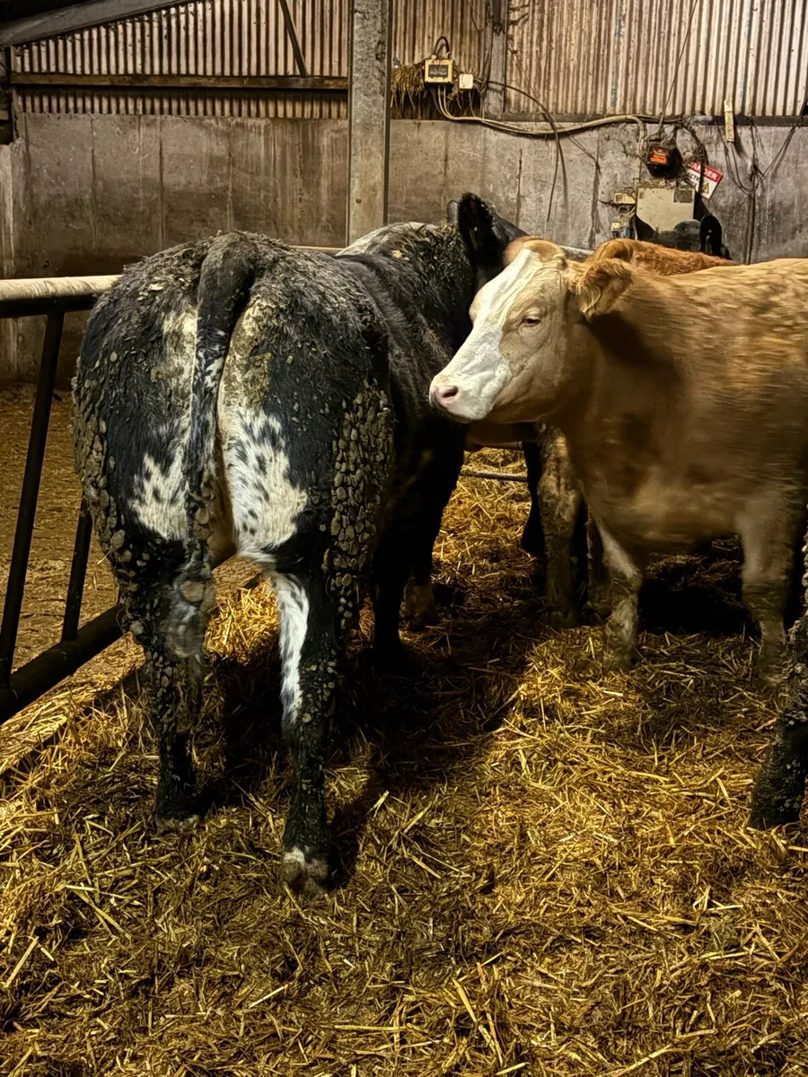 Breeding heifers - Image 1