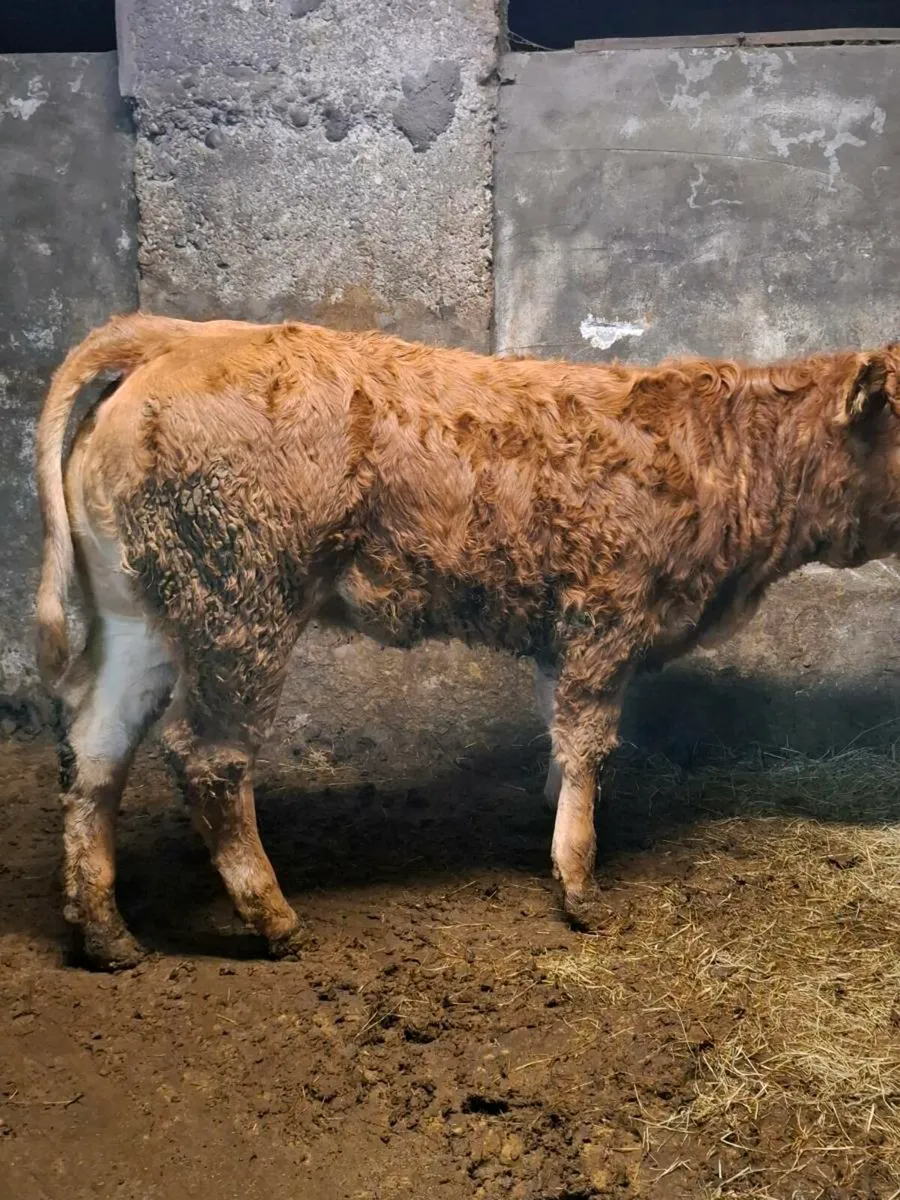2 weanling heifers 290kg average weight - Image 1