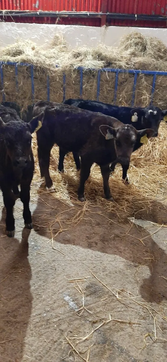 Br fr calves and AA calves for sale - Image 1