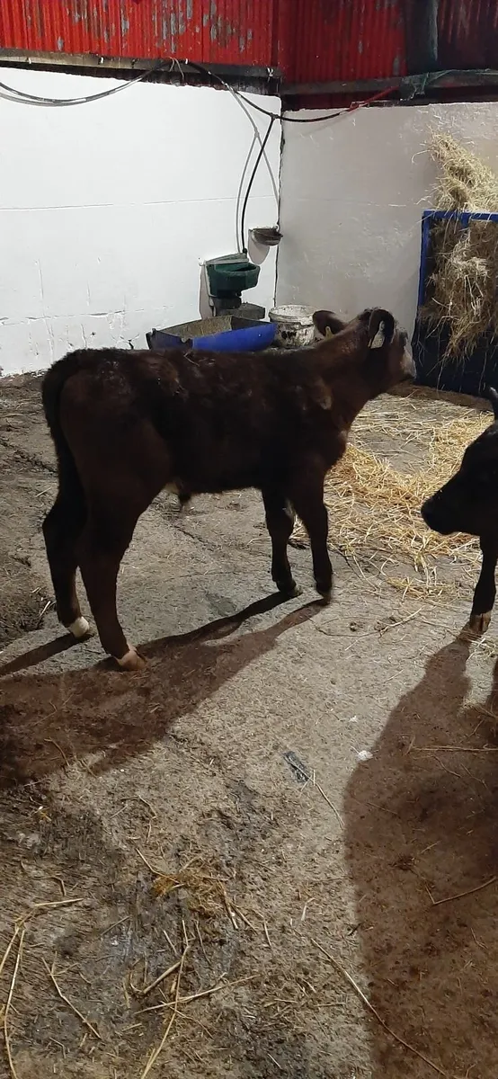 Br fr calves and AA calves for sale - Image 3