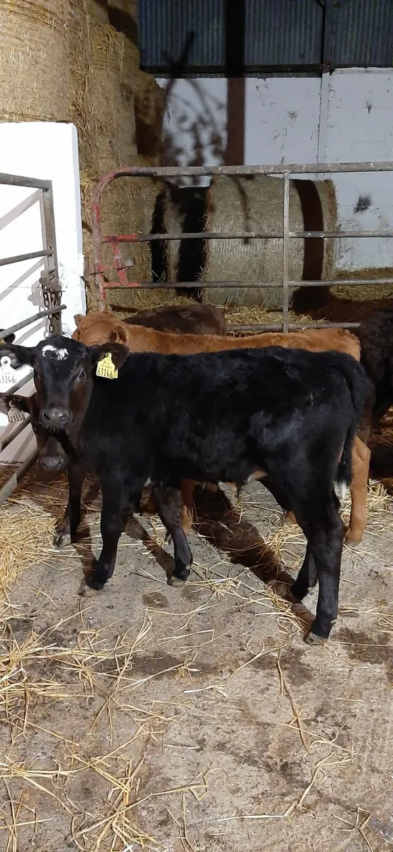 Br fr calves and AA calves for sale - Image 4