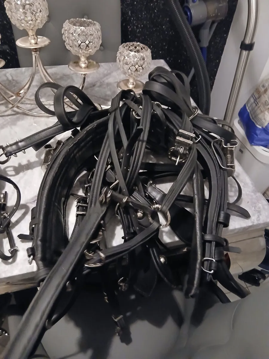 Horse harnesses - Image 1