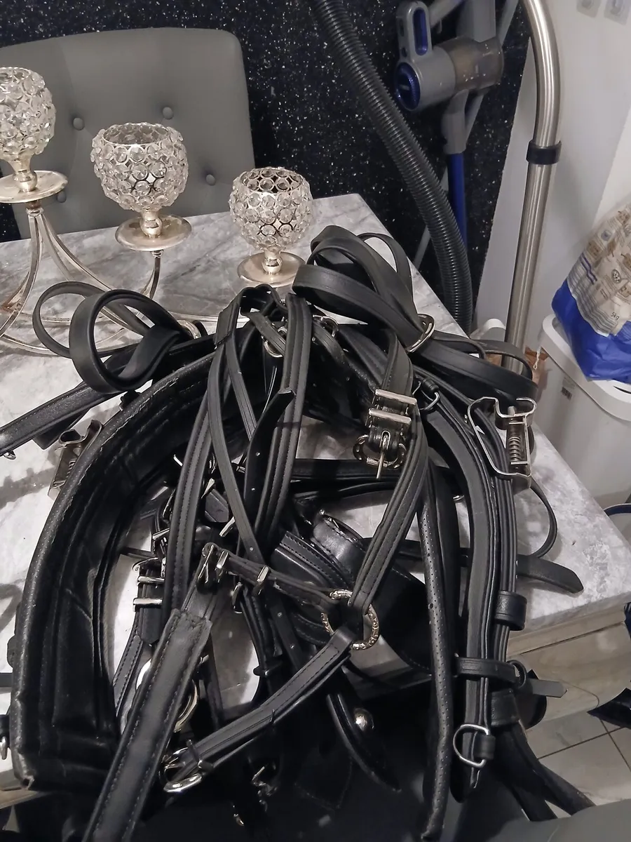 Horse harnesses - Image 4