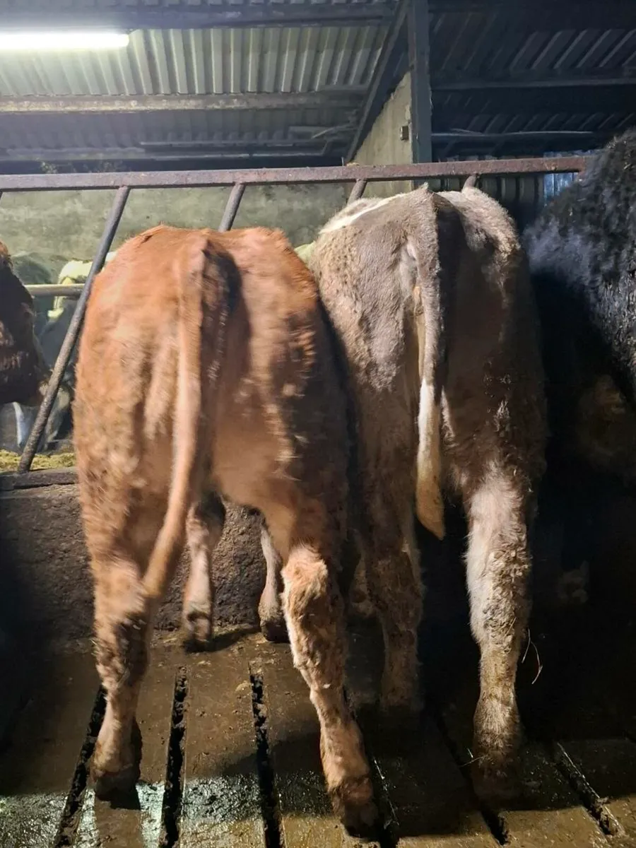 2 weanling heifers 290kg average weight - Image 3