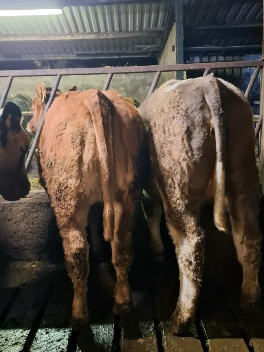 2 weanling heifers 290kg average weight - Image 2