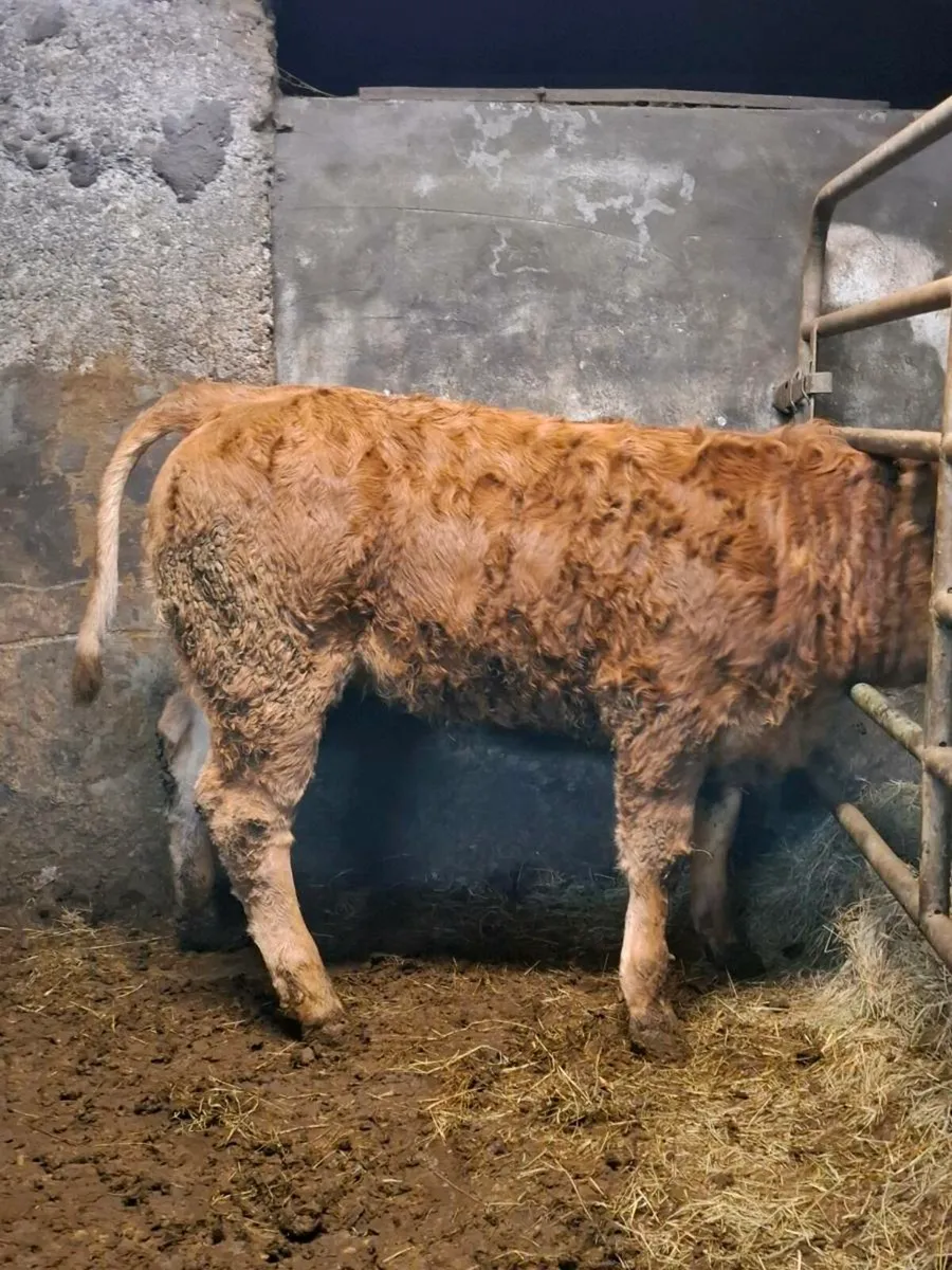 2 weanling heifers 290kg average weight - Image 4