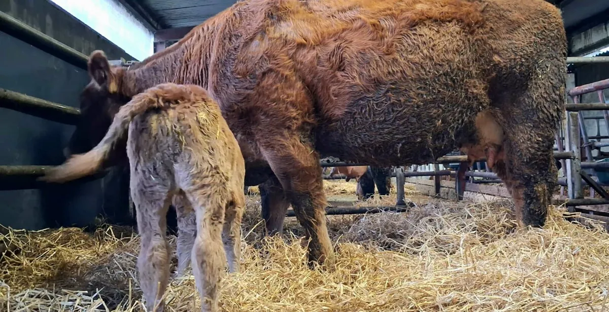Limousin cow and calf - Image 2