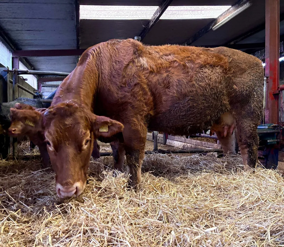 Limousin cow and calf - Image 3