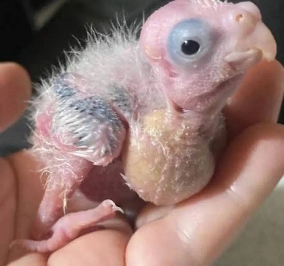 Small parrots 🐣 - Image 1