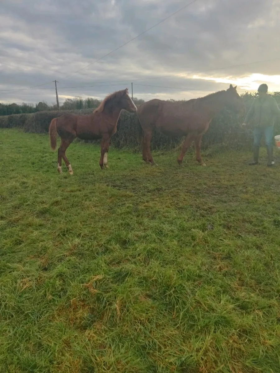 Colt Chestnut Foal - Image 4