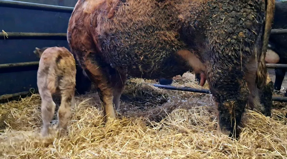 Limousin cow and calf - Image 1