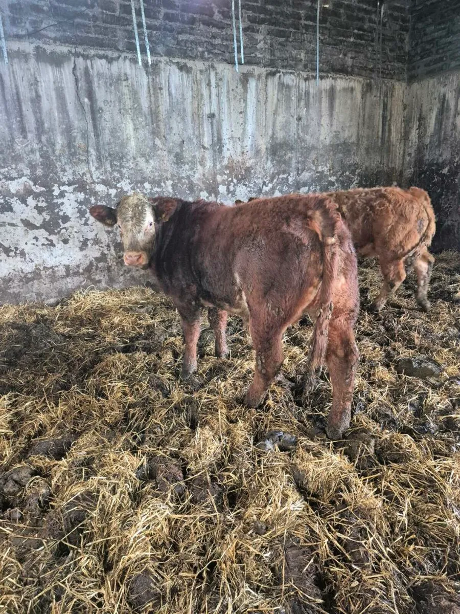 Lim x bull weanling - Image 1