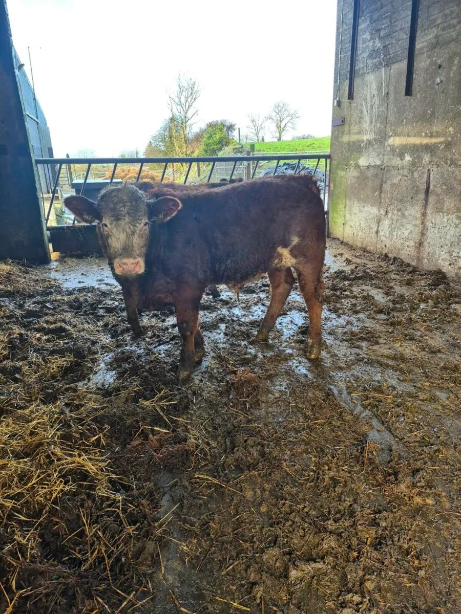 Lim x bull weanling - Image 2