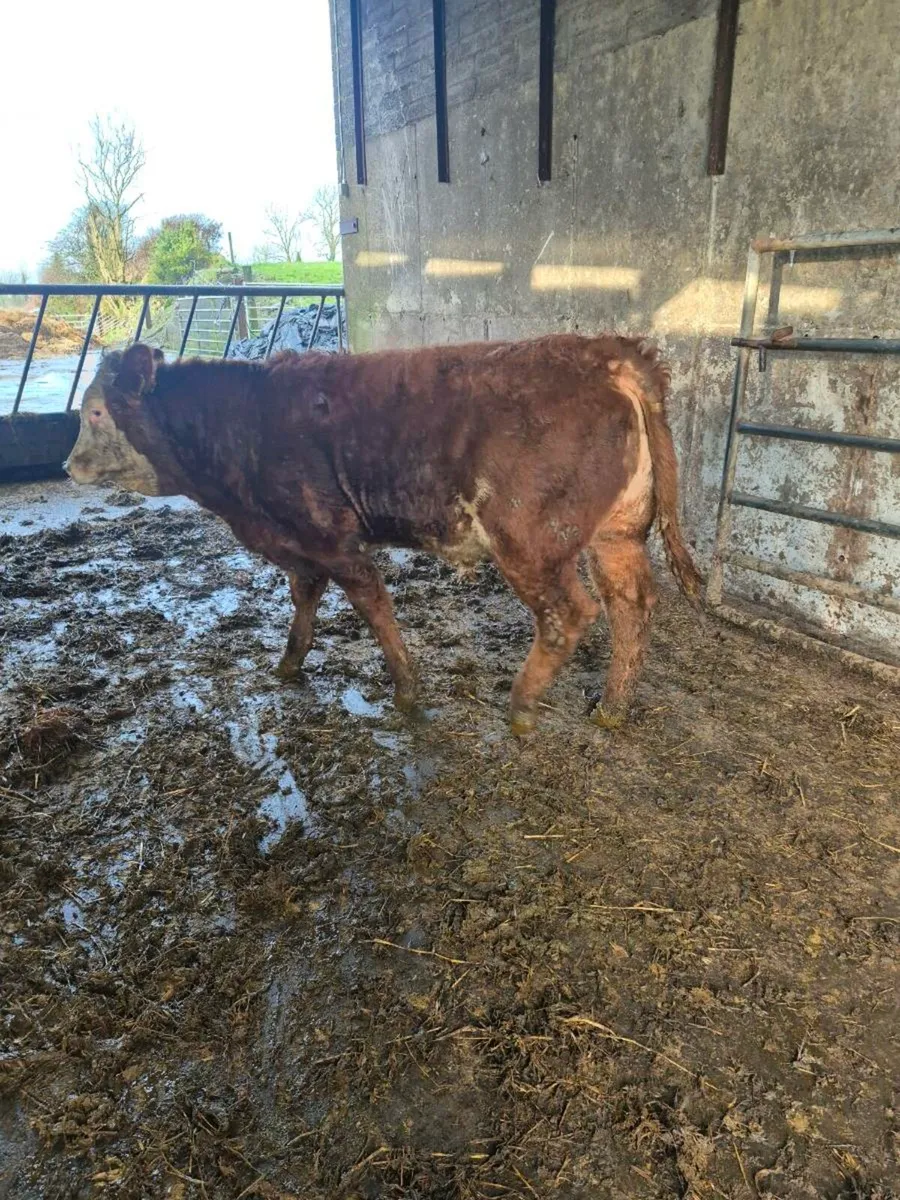 Lim x bull weanling - Image 3