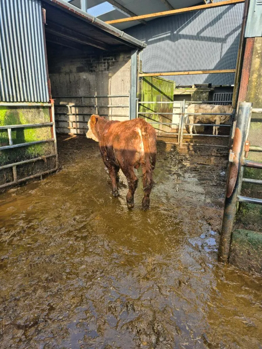 Lim x bull weanling - Image 4