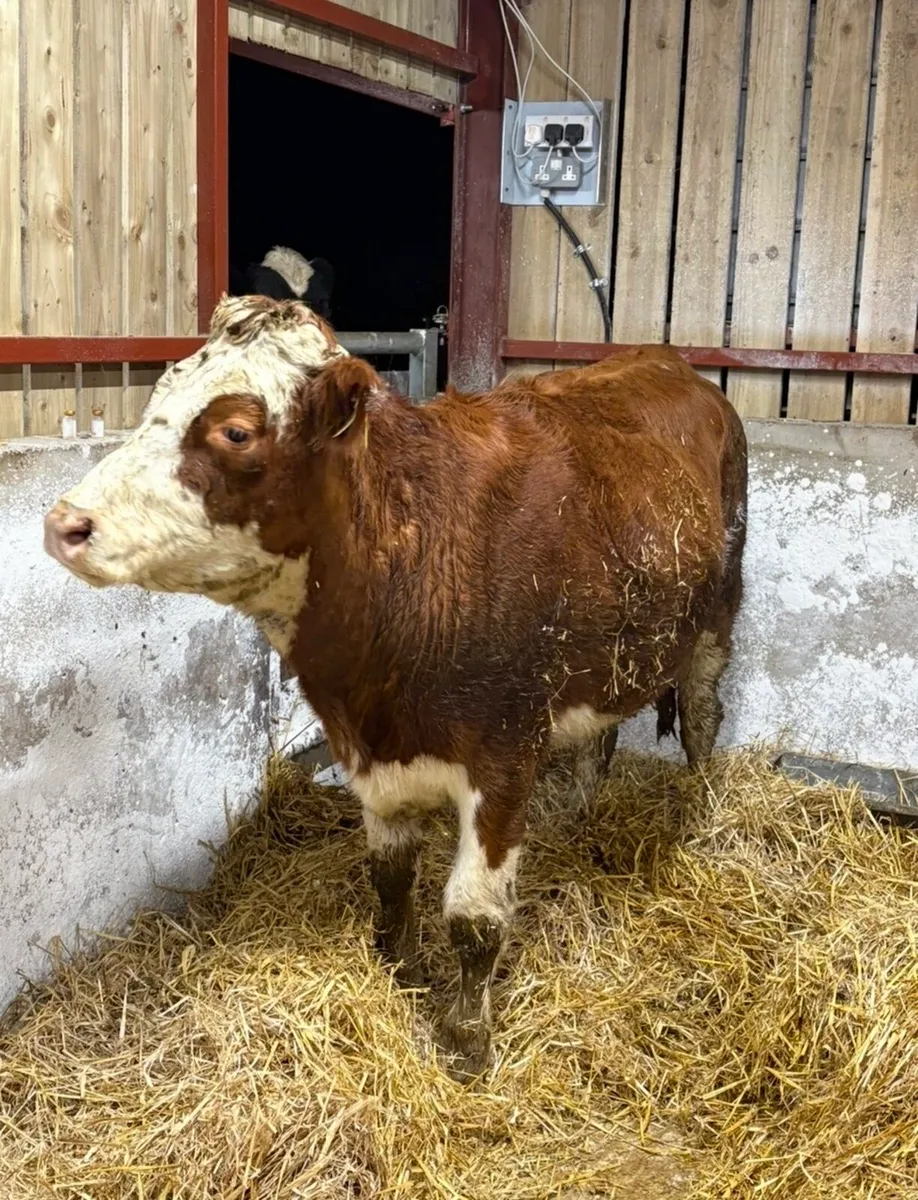 Super sim Incalf heifer for sale - Image 1