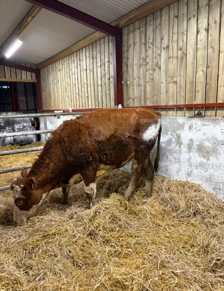 Super sim Incalf heifer for sale - Image 3