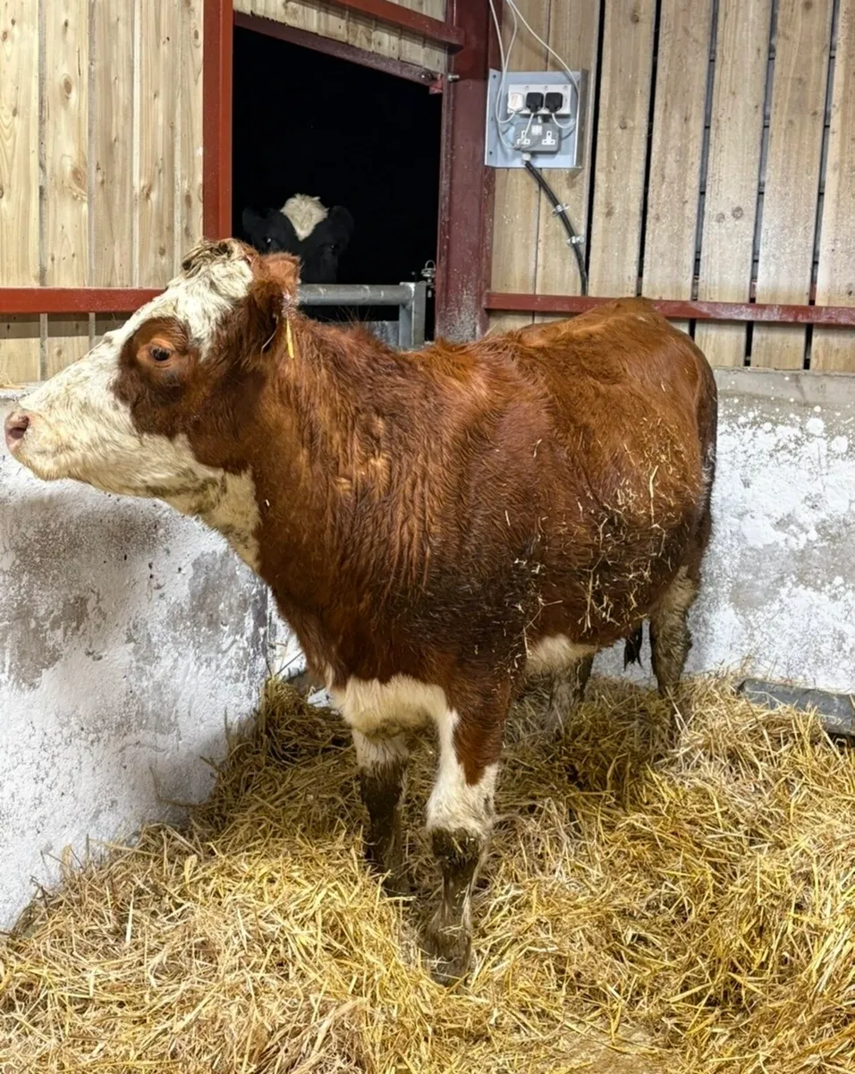 Super sim Incalf heifer for sale - Image 4