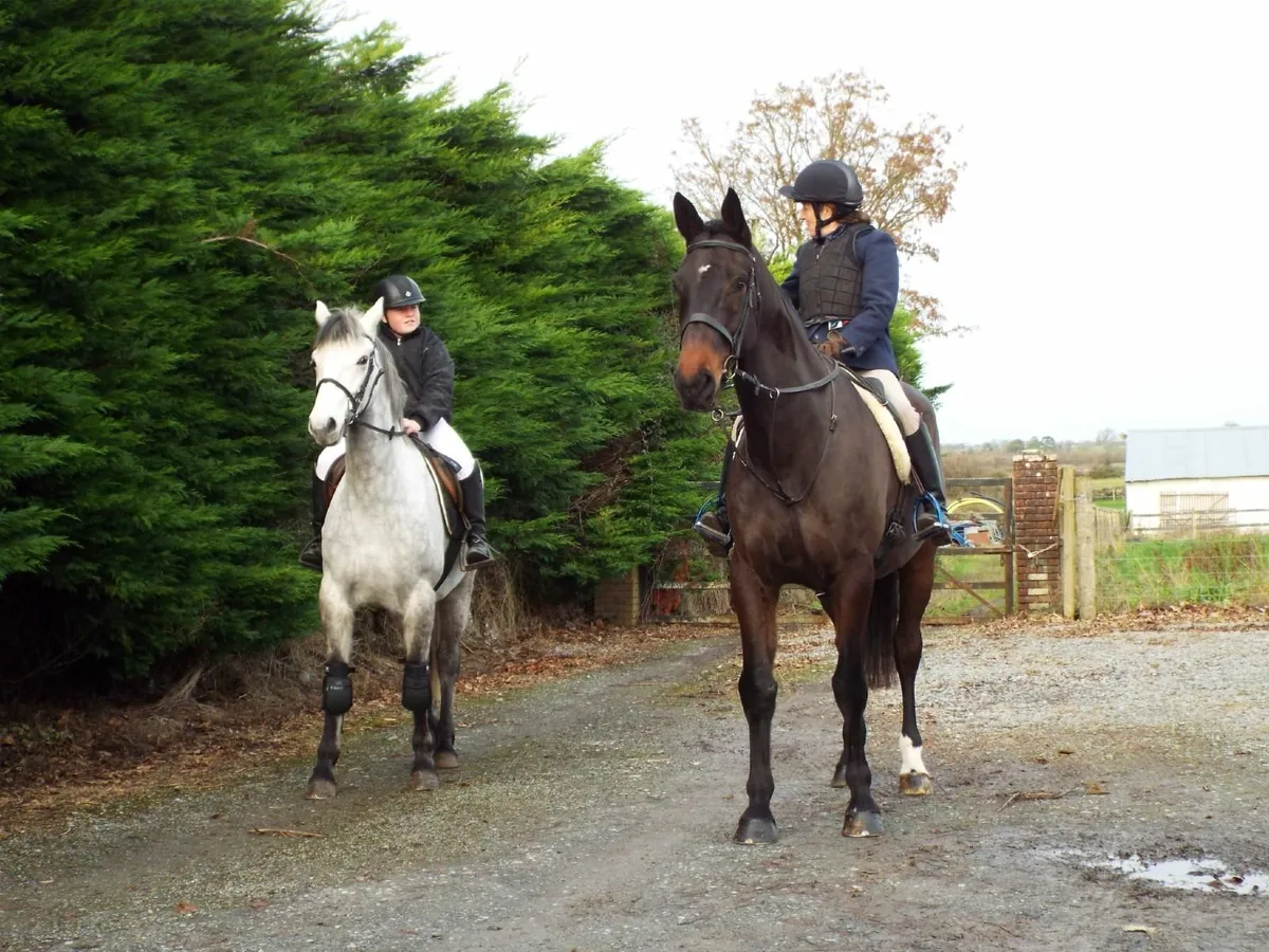 17hh, 5yr old gelding - Image 1