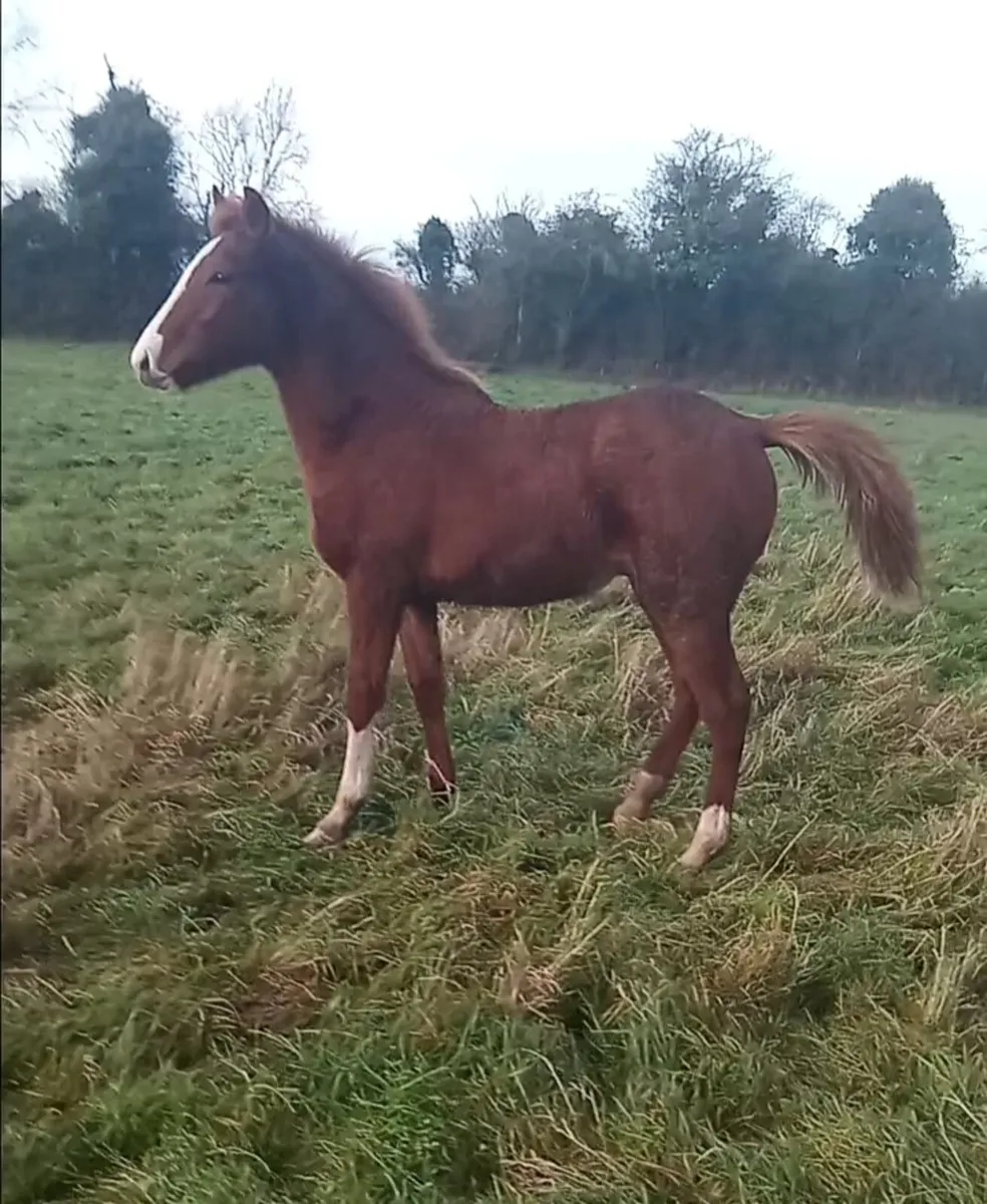 Colt Chestnut Foal - Image 1