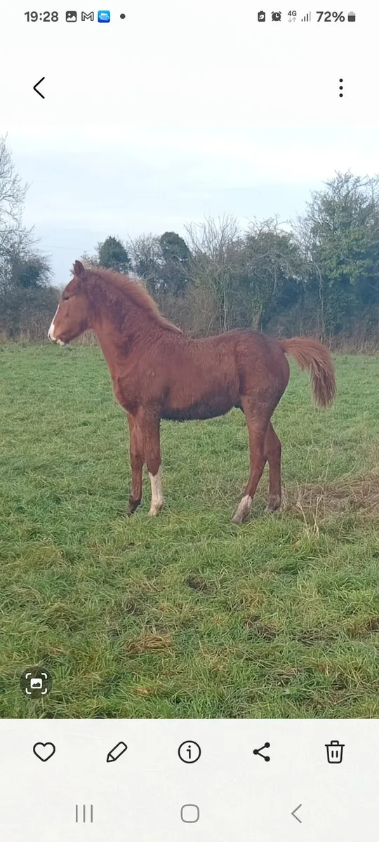 Colt Chestnut Foal - Image 2