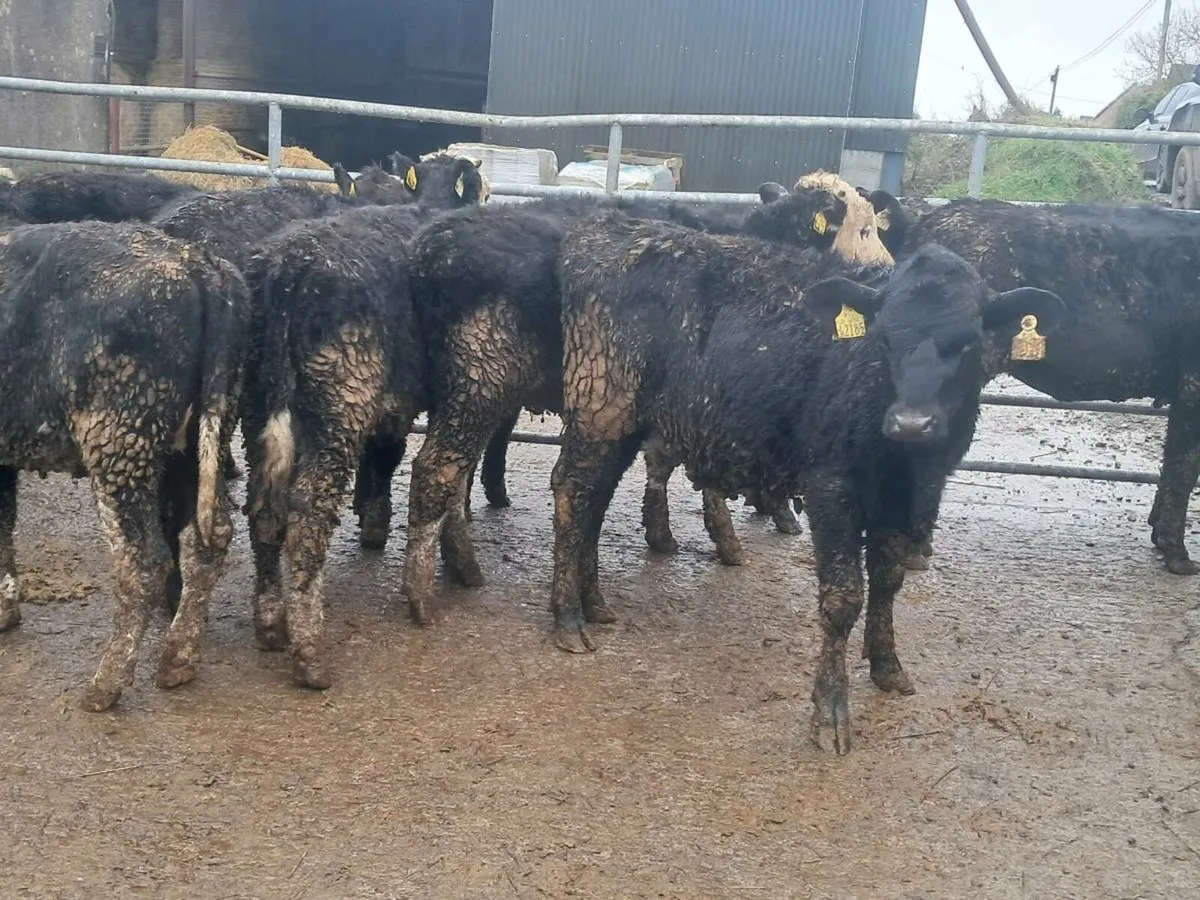 12 HEREFORD AND ANGUS HEIFER WEANLINGS - Image 1