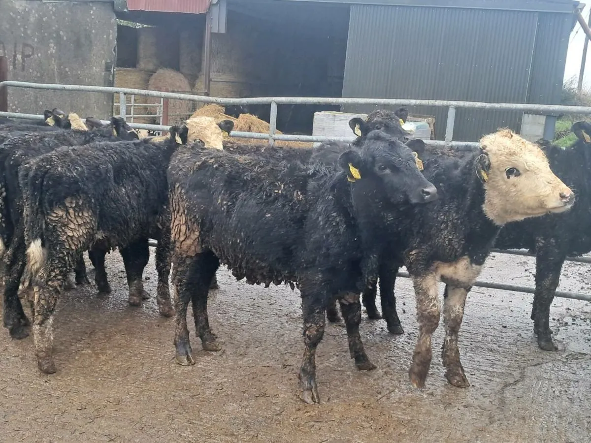 12 HEREFORD AND ANGUS HEIFER WEANLINGS - Image 3
