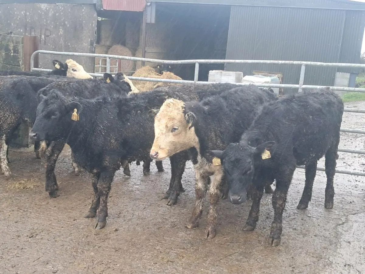 12 HEREFORD AND ANGUS HEIFER WEANLINGS - Image 4