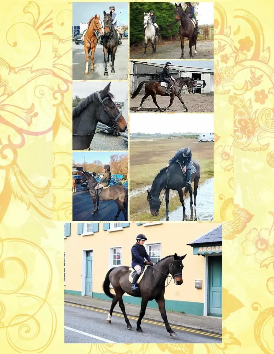 17hh, 5yr old gelding - Image 2