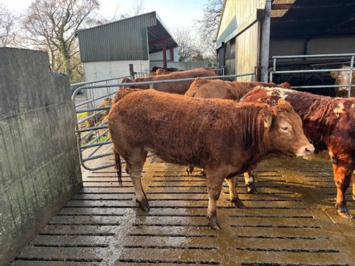 Pedigree Limousin Heifers - Image 1