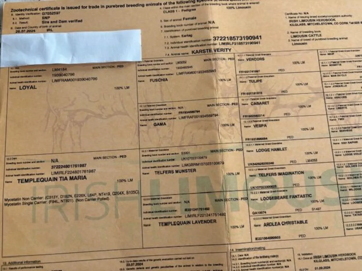 Pedigree Limousin Heifers - Image 2