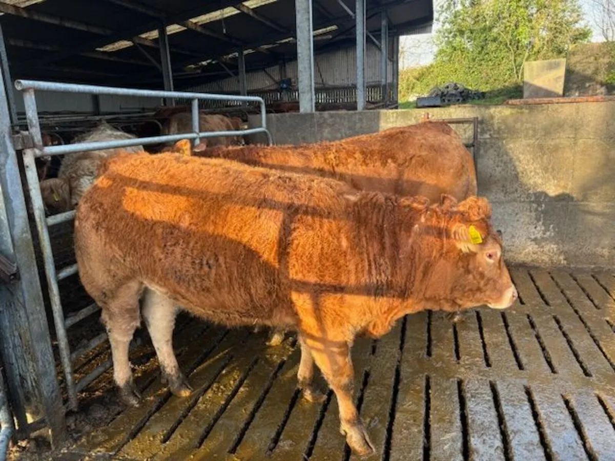 Pedigree Limousin Heifers - Image 4