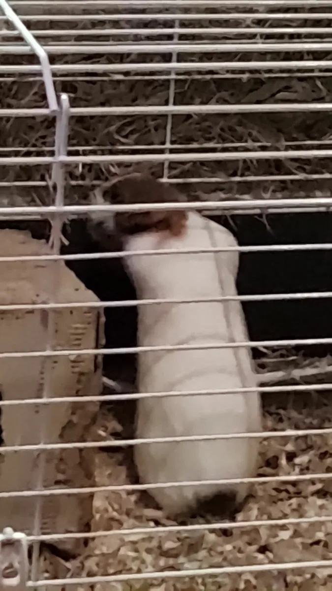 Guinea pigs - Image 2