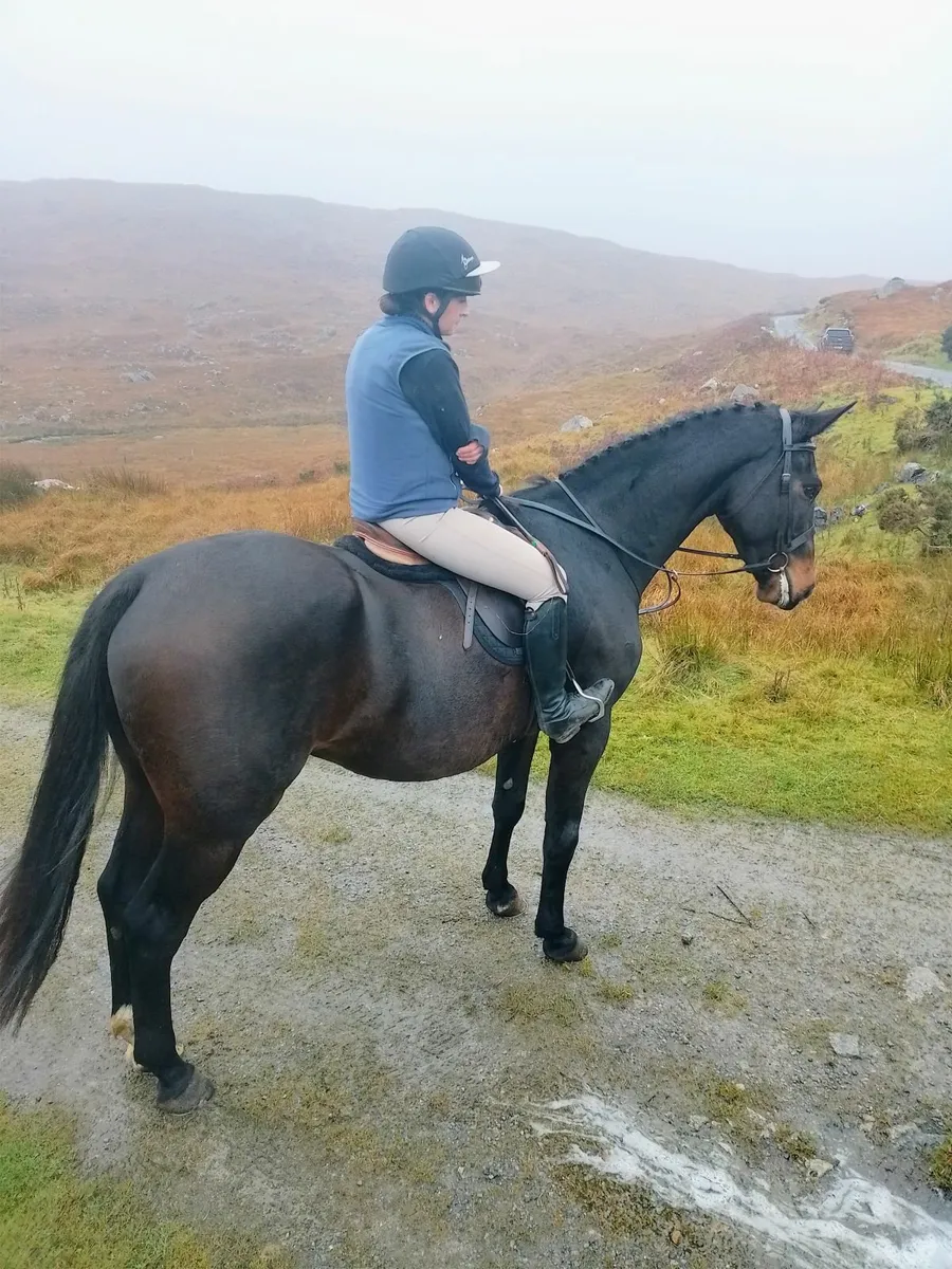 17hh, 5yr old gelding - Image 3