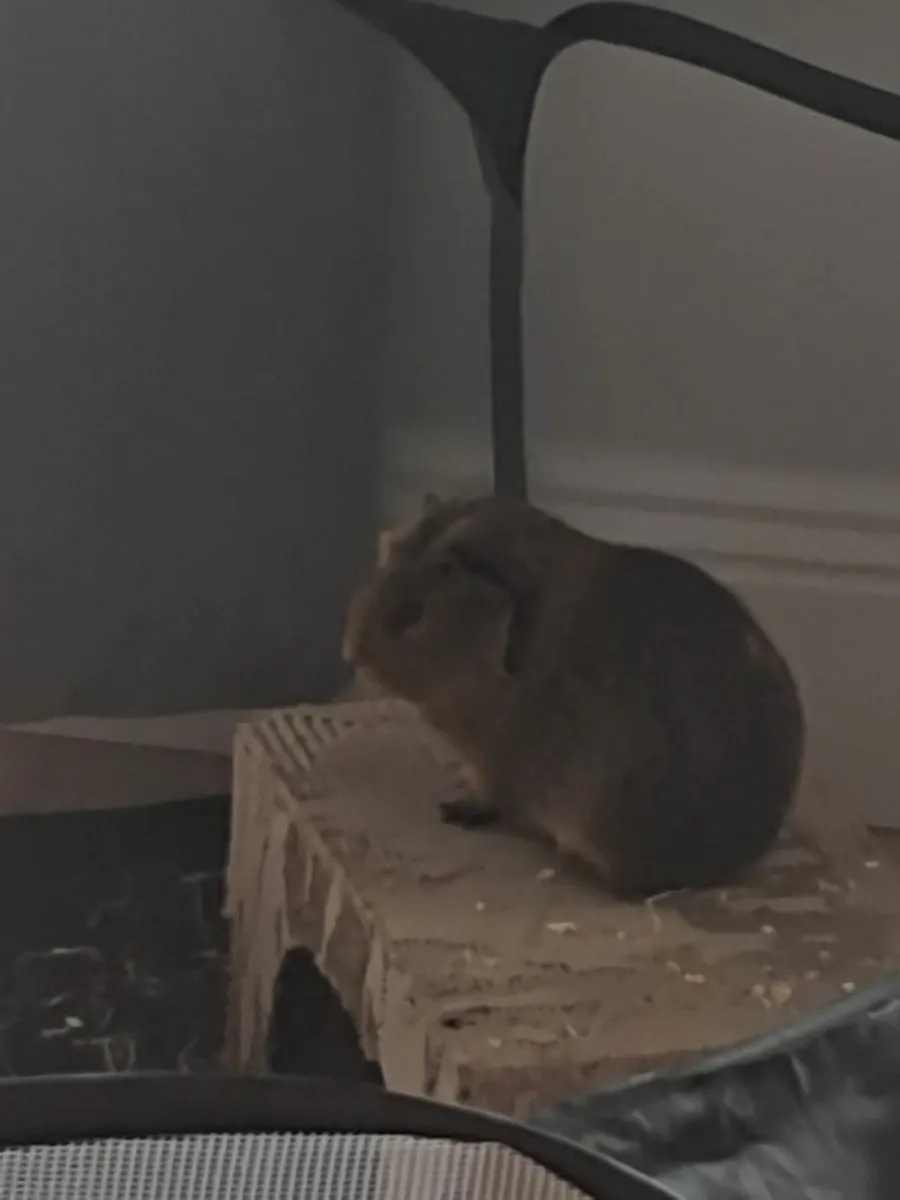 Guinea pigs - Image 3