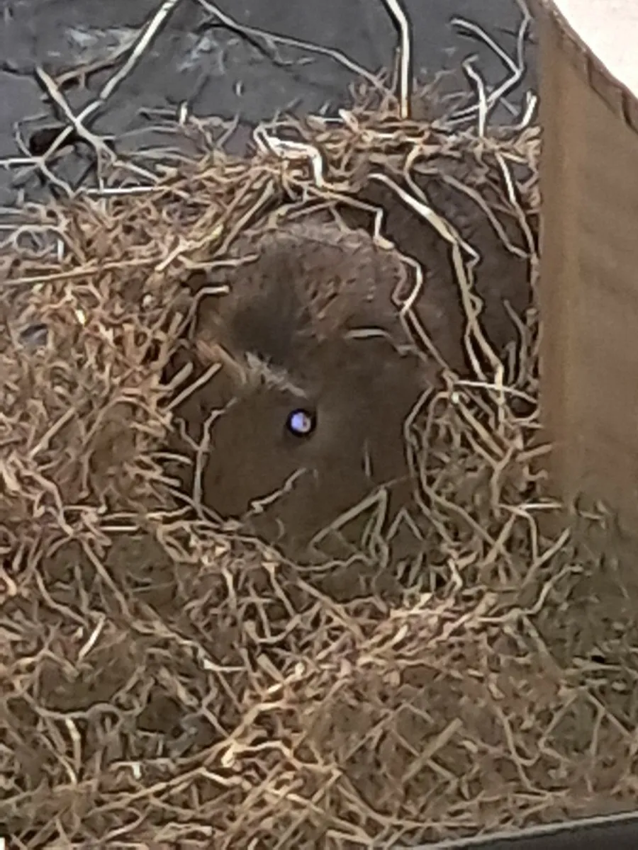 Guinea pigs - Image 4