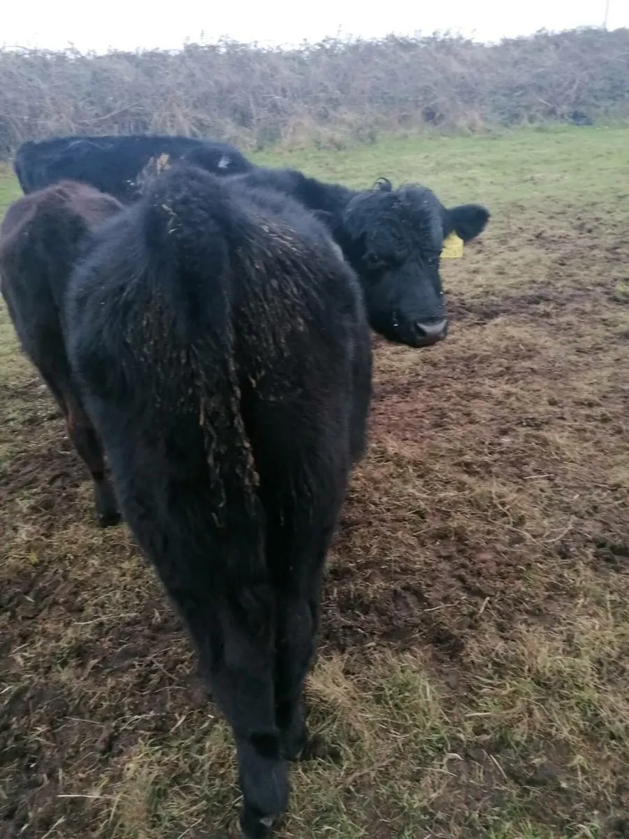 Angus bull weanlings for sale - Image 1