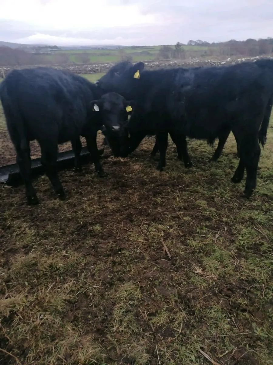Angus bull weanlings for sale - Image 2