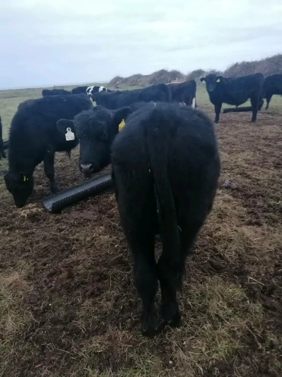 Angus bull weanlings for sale - Image 3