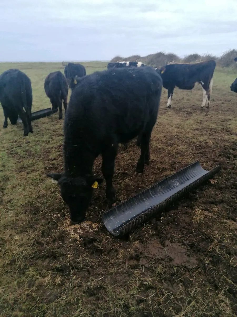 Angus bull weanlings for sale - Image 4