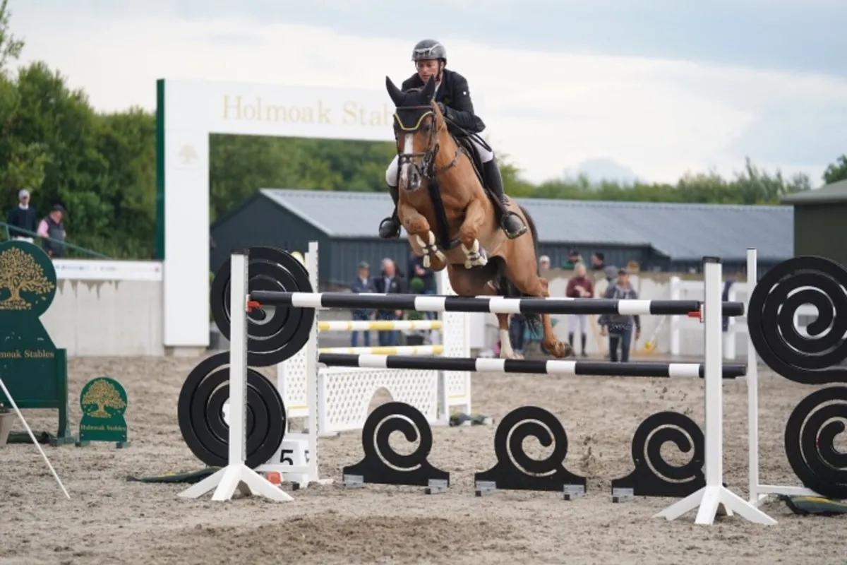 Large selection of showjumpers available - Image 3