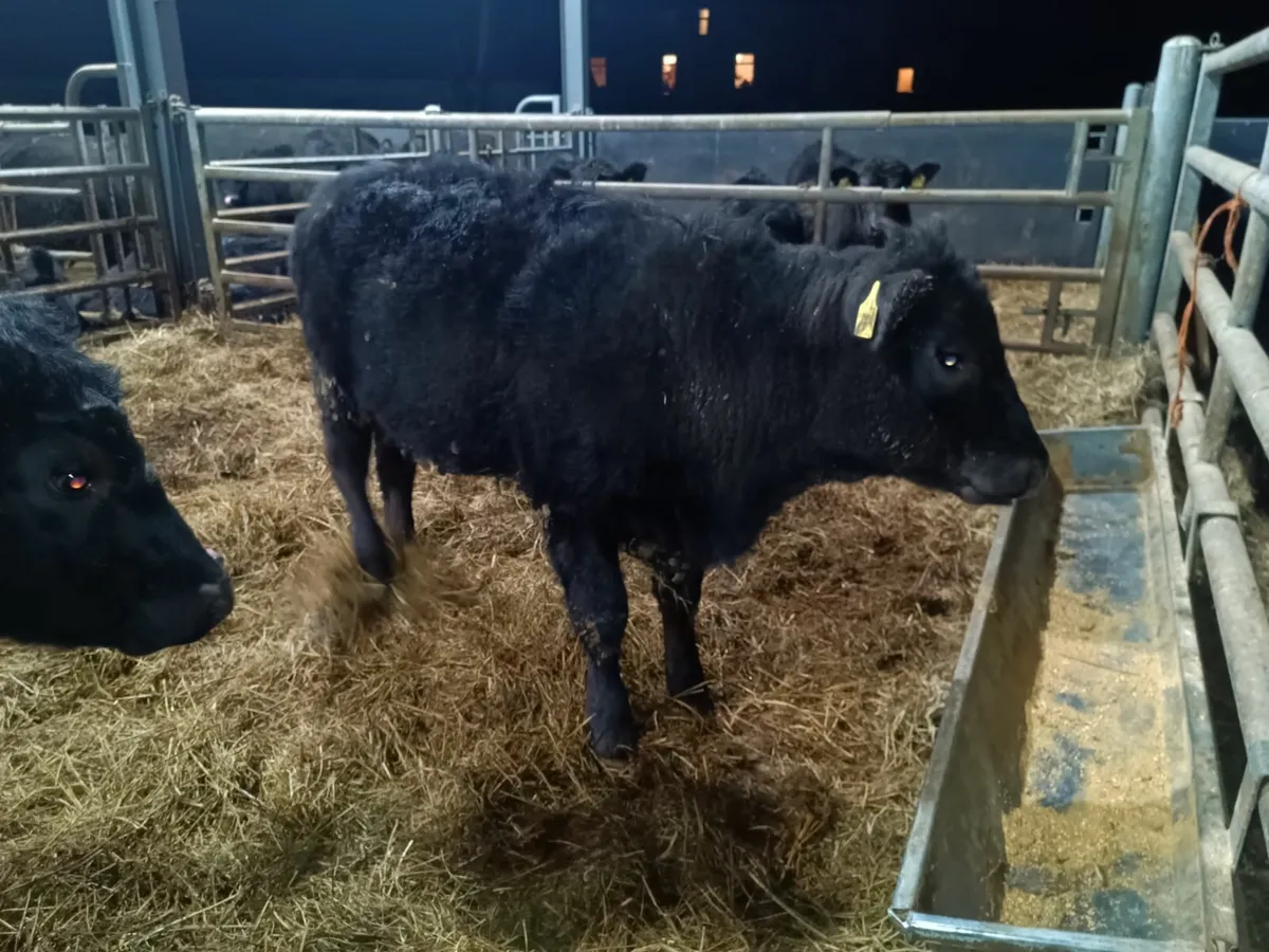 Quality Purebred Angus heifers - Image 1