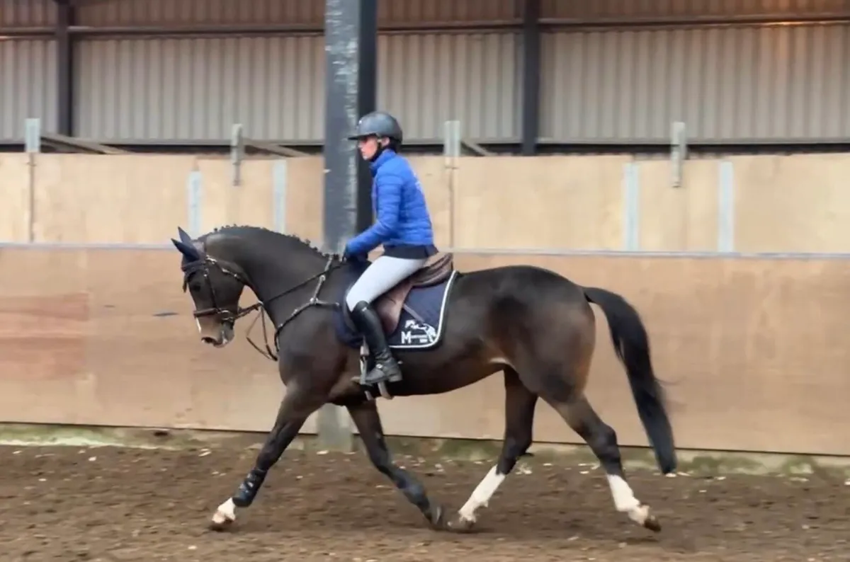 Schoolmaster all rounder 148cm gelding - Image 3