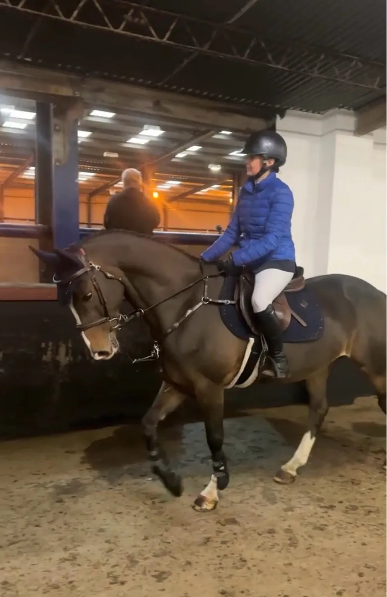 Schoolmaster all rounder 148cm gelding - Image 4