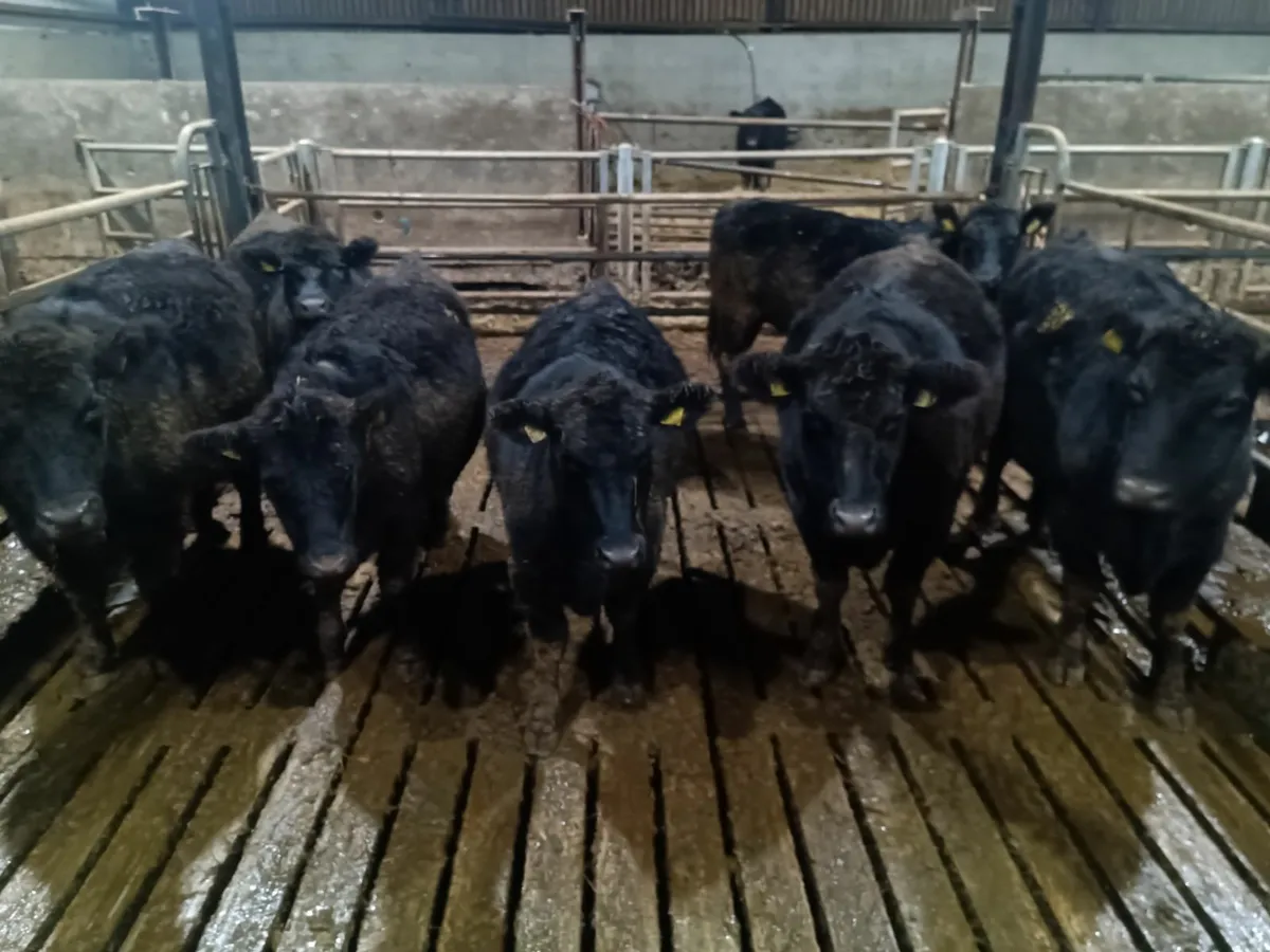 Quality Purebred Angus heifers - Image 2