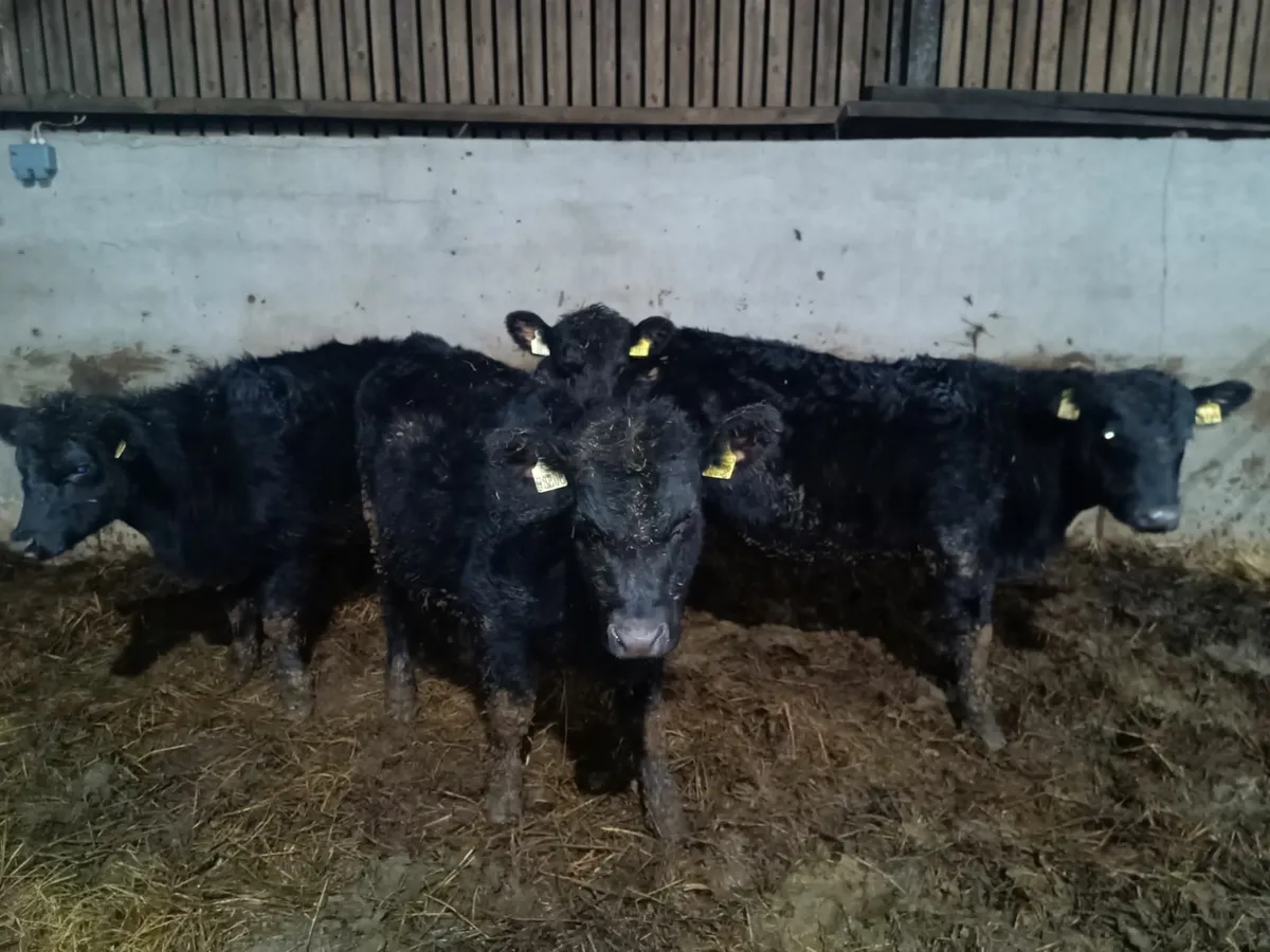Quality Purebred Angus heifers - Image 3