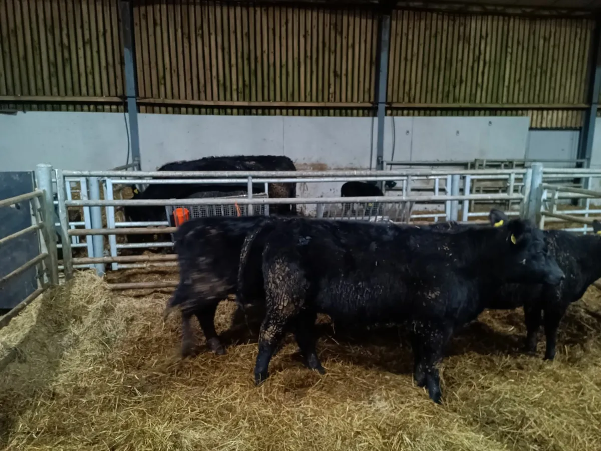 Quality Purebred Angus heifers - Image 4