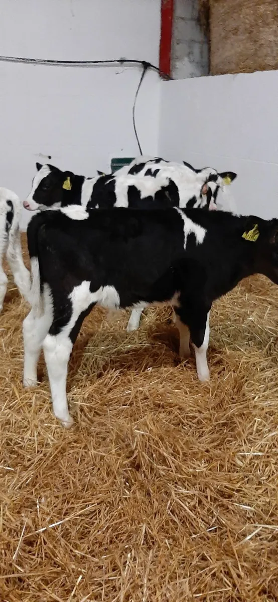 Br fr bull and AA bull calves - Image 2