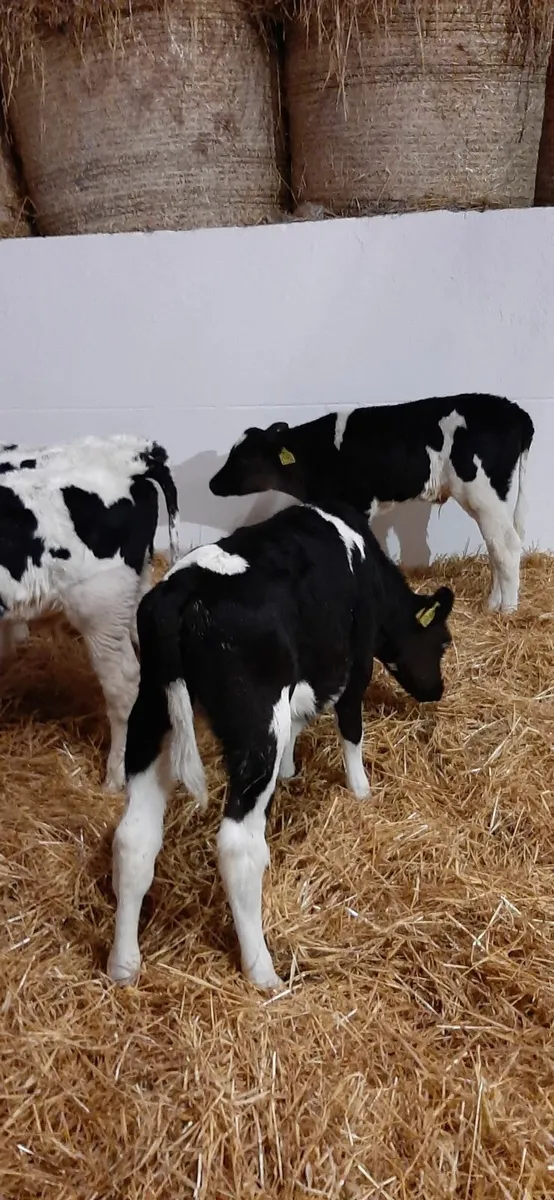 Br fr bull and AA bull calves - Image 3