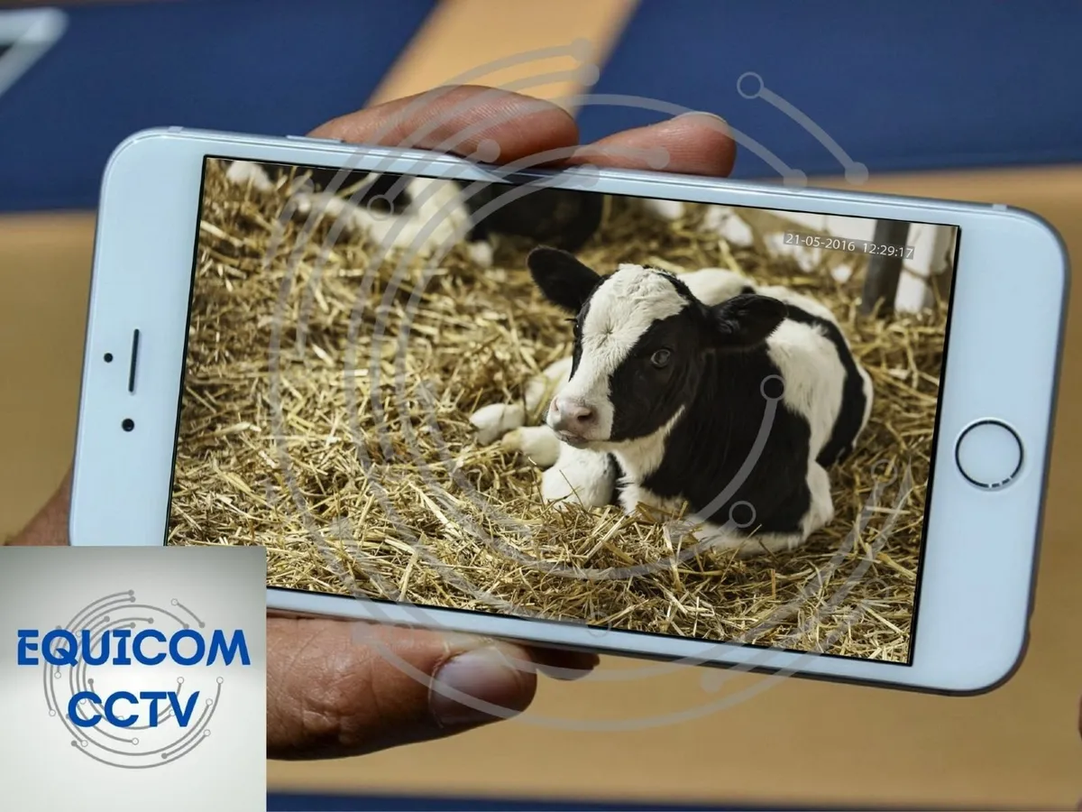 calving  camera